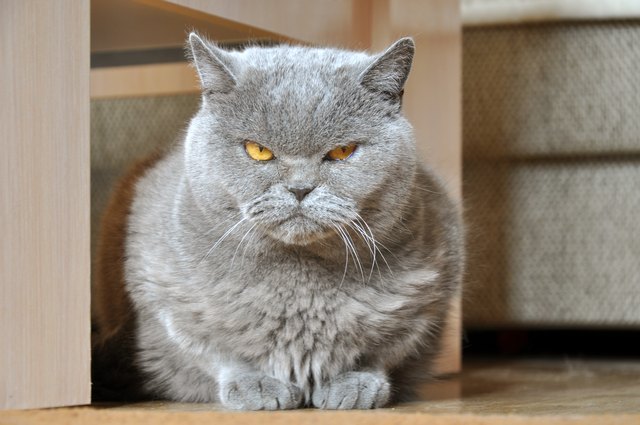 Portrait of British Short hair blue cat with yellow eyes sitting on the floor.
