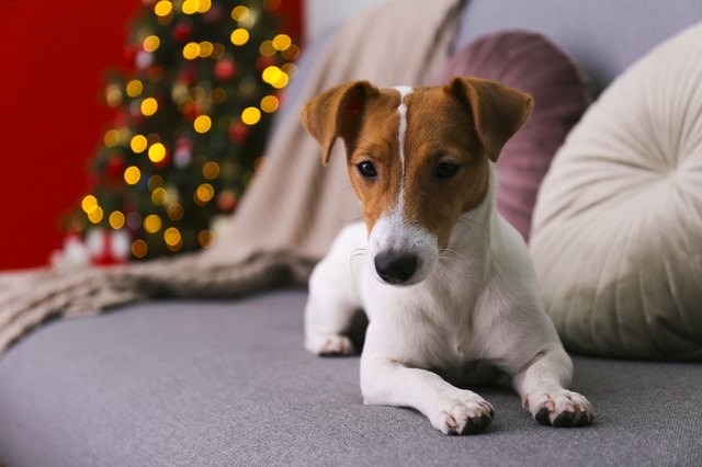 Funny puppy with brown fur stains on face at home with christmas decor.