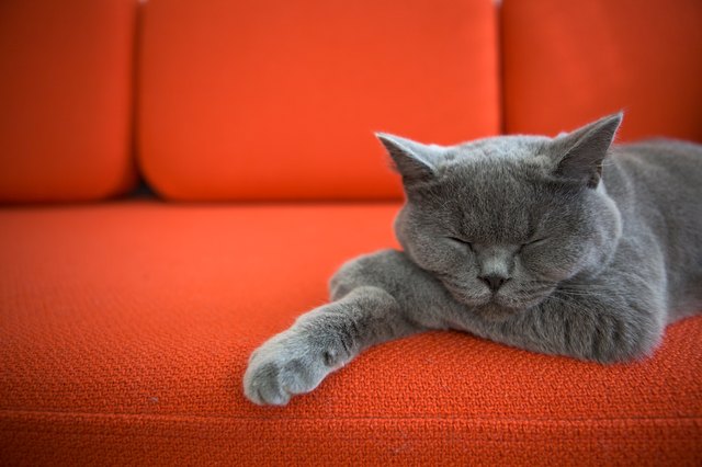 A gray cat lying on a red sofa.