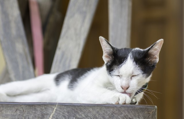 Kitten cleaning itself on wooden chair
