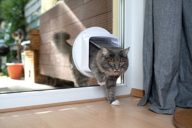cat going through cat flap