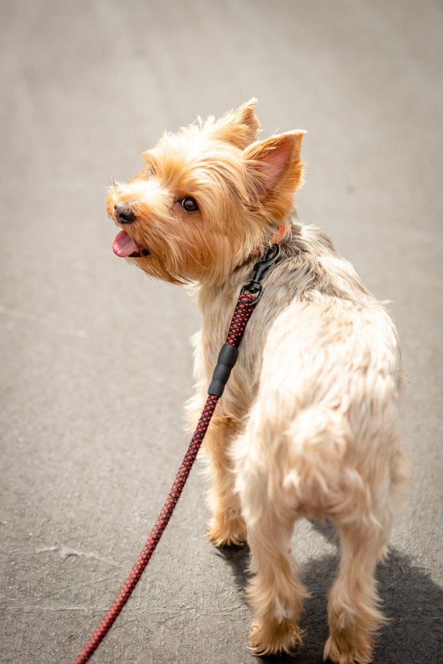 small dog on a leash in sunbeams