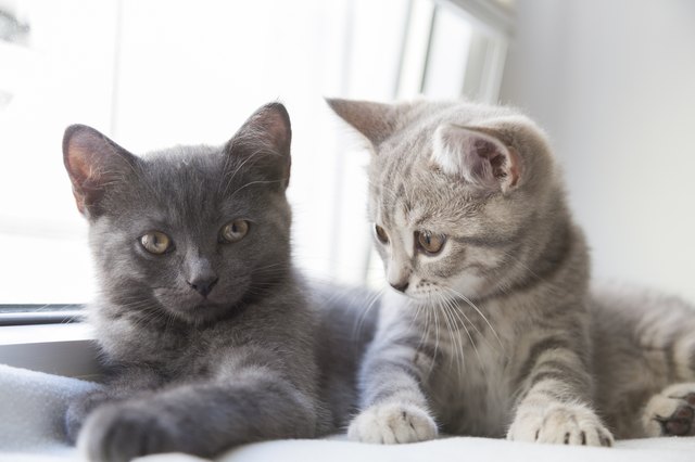 Two cute little British shorthair kittens