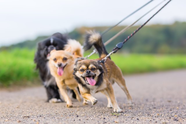 three little dogs side by side pulling at the leash