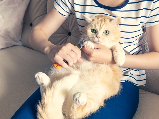 Young girl cuts the claws of a beautiful cream kitten with green eyes
