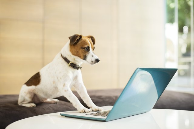 Dog working on laptop in office