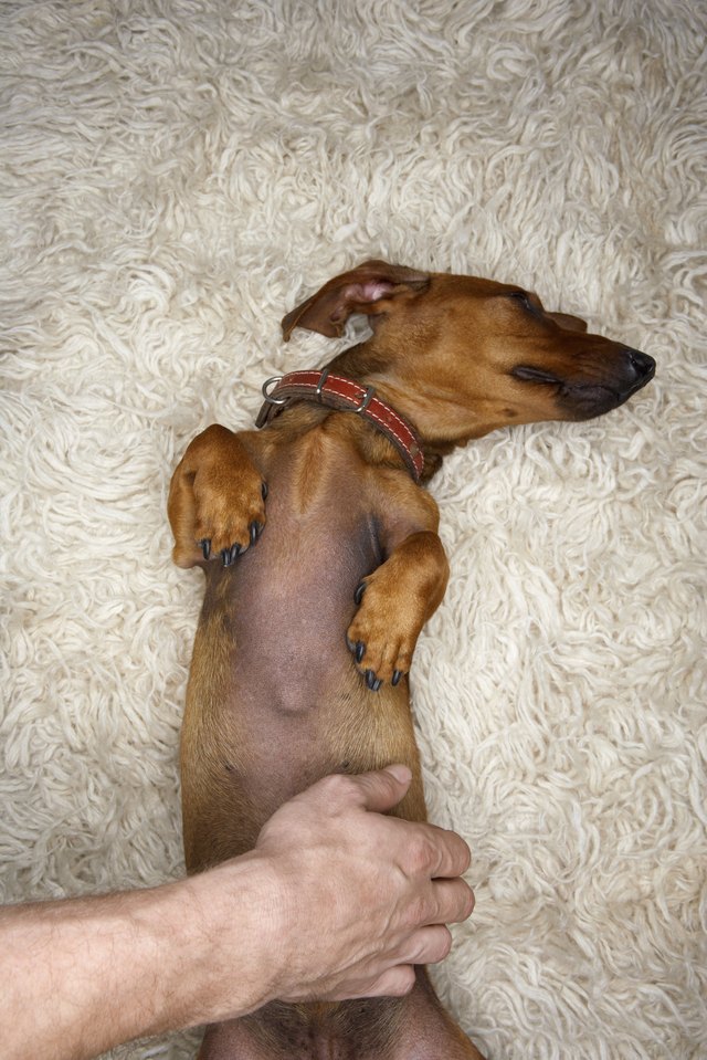 Dachshund Getting Belly Rubbed on Shag Carpeting