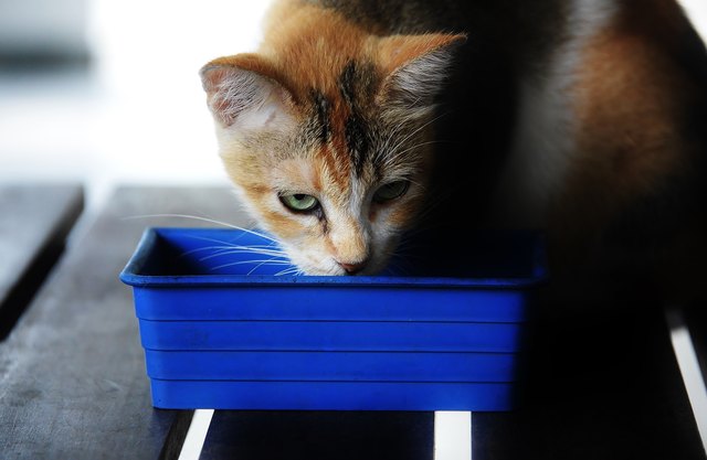 Close-Up Of Cat Drinking Water From Container