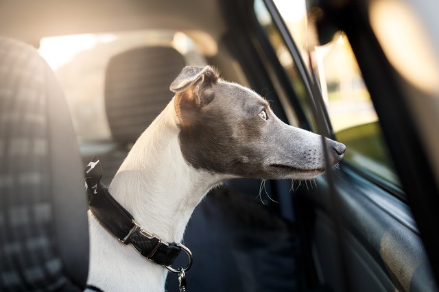 Dog in the car window