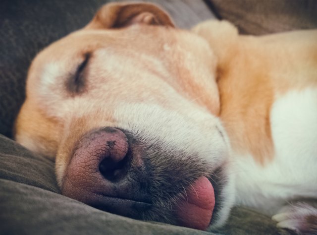 Dog sleeping with her tongue sticking out.