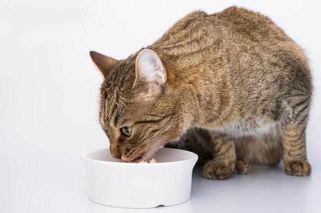 Are Cats Carnivores or Omnivores? | Cuteness