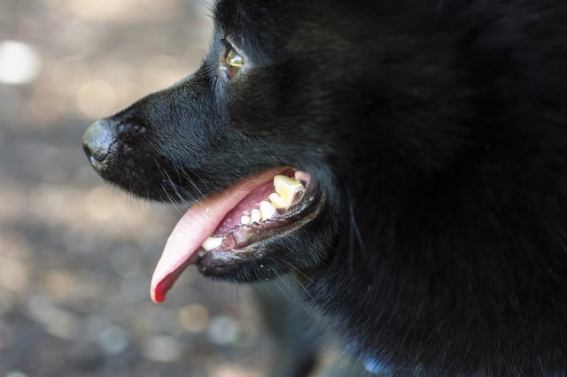 Cloeup small black dog mouth with teehand tongue, Shipperke, background with copy space