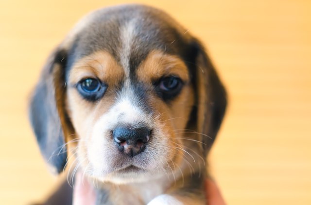 beagle puppy