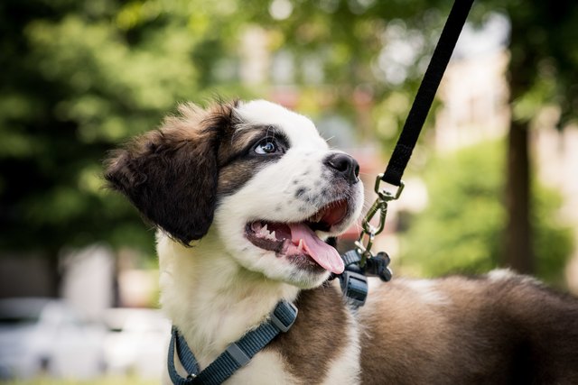 Close-Up Of Dog Looking Away At Park