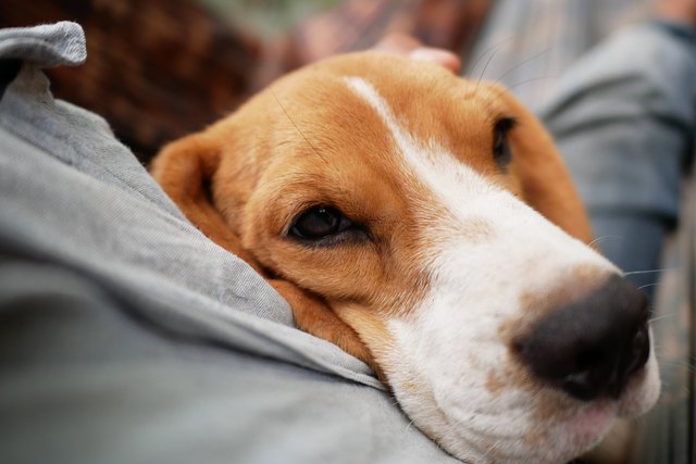 An adorable beagle dog sleeping on the owner's belly lying together in the cradle with.