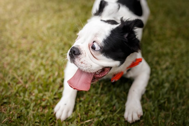 Scared dog looking aside