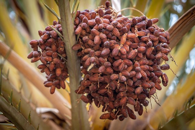 Bunch of dates growing on tree