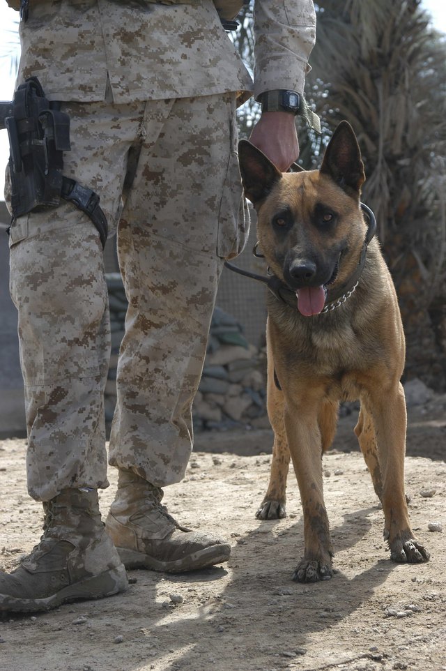 A Belgium Malonois military working dog stands by his handler.