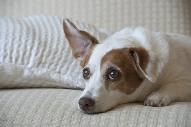 Home Cures for Smelly Dog Ears | Cuteness