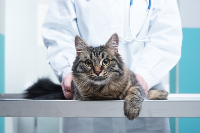 Veterinarian and Cat