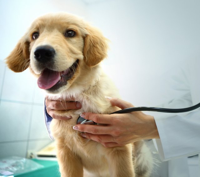 Vet examining a dog.
