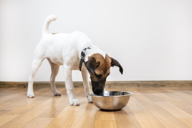Smooth fox terrier puppy eats from bowl in a room