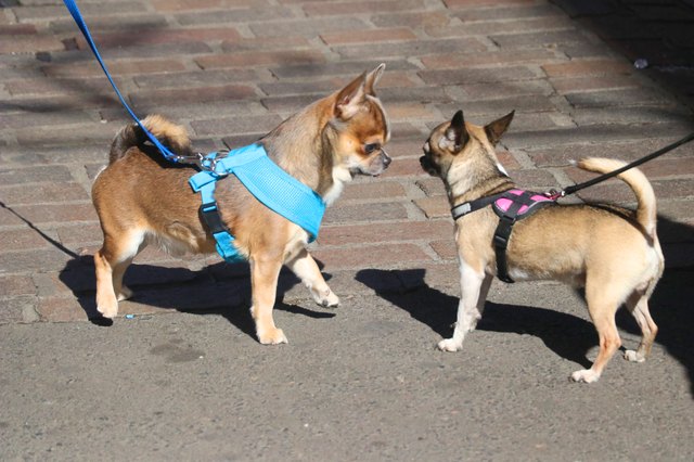 pair of dogs