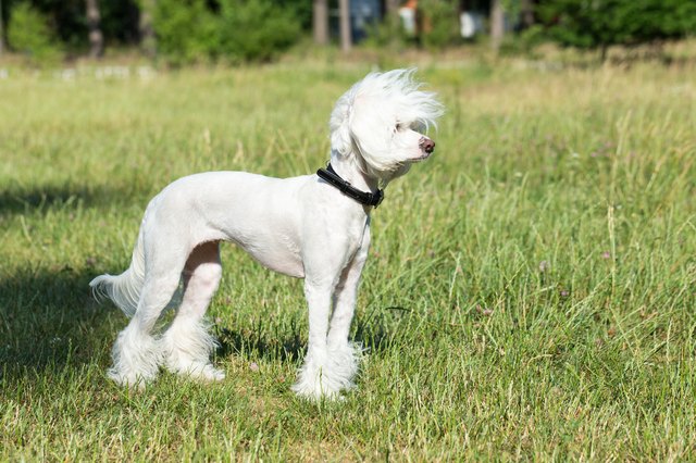 Dog hair loss from hot sale collar