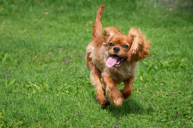 happy cavalier king charles spaniel puppy running