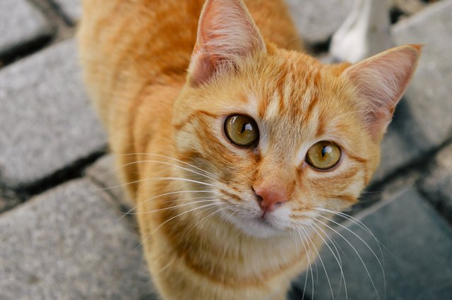 the staring cat