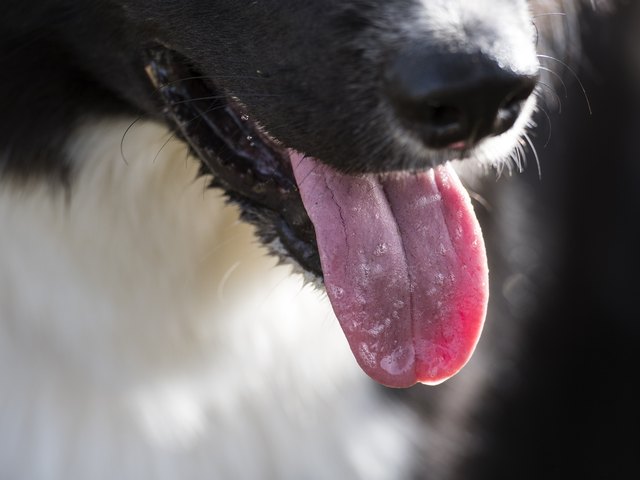 Close-up of a Dog - Border Collie, mouth opened with the tongue out.