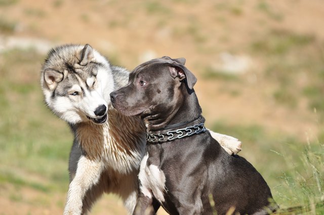 Dog behavior: husky acts aggressively, staffordshire terrier looks confused