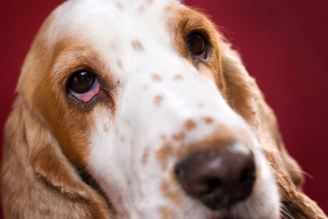 Bloodshot eye of spaniel.