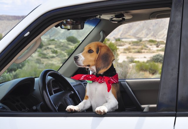 Beagle Dog with Handkerchief