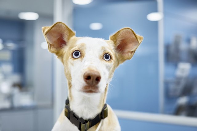 Close-up of cute dog at veterinary clinic