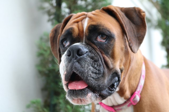 Boxer dog