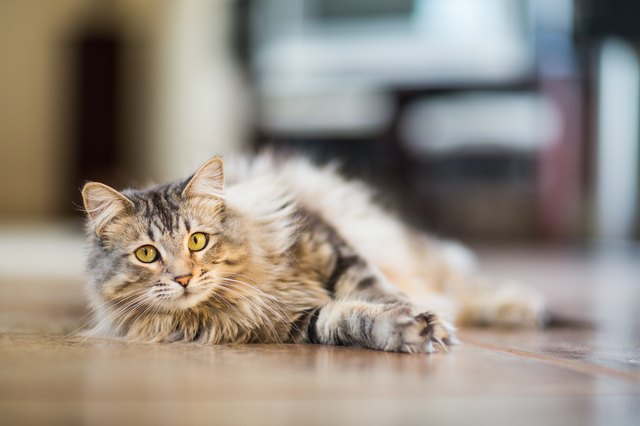 Maine Coon Cat Relaxing Indoors