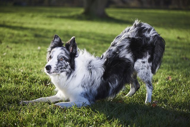 dog doing tricks and agility