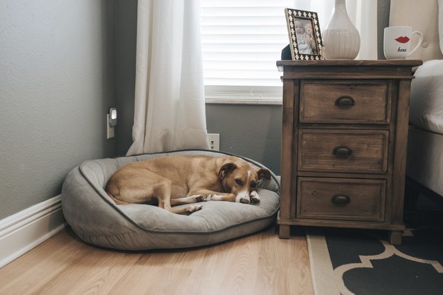 Dog lying on pet bed by window at home