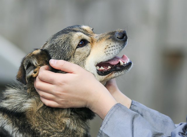 hands devocional the face of a cute happy dog friend
