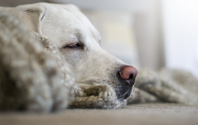 Stop male dog from store smelling female in heat