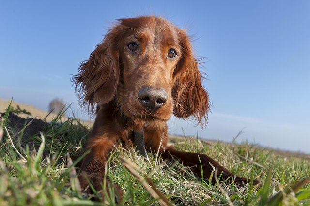 Irish Setter dog lying in a field, Wustermark, Brandenburg, Germany