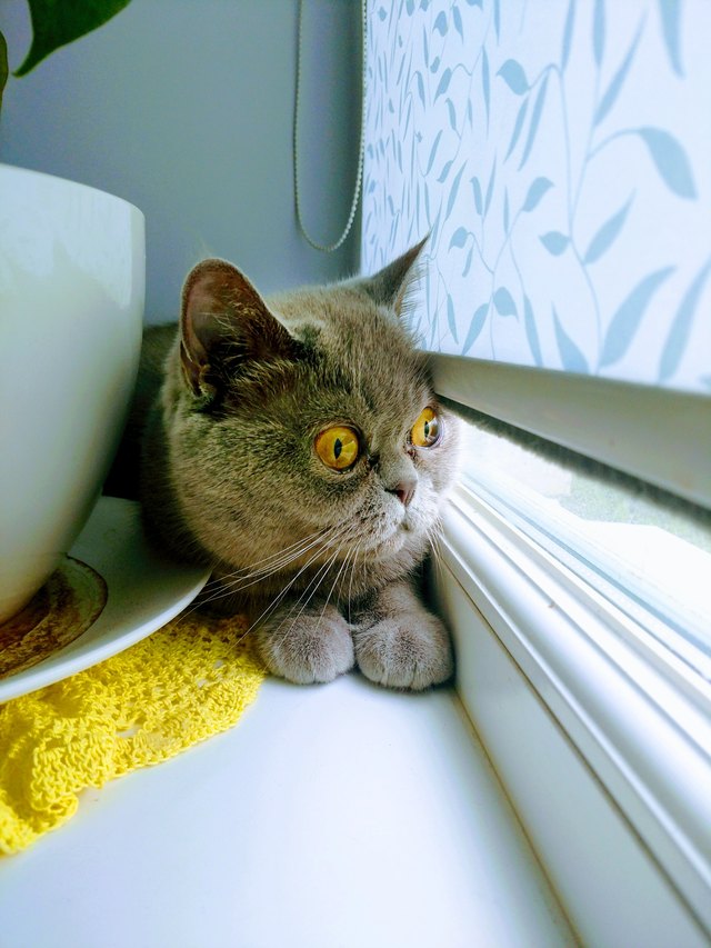 Cat Looking Through Window At Home