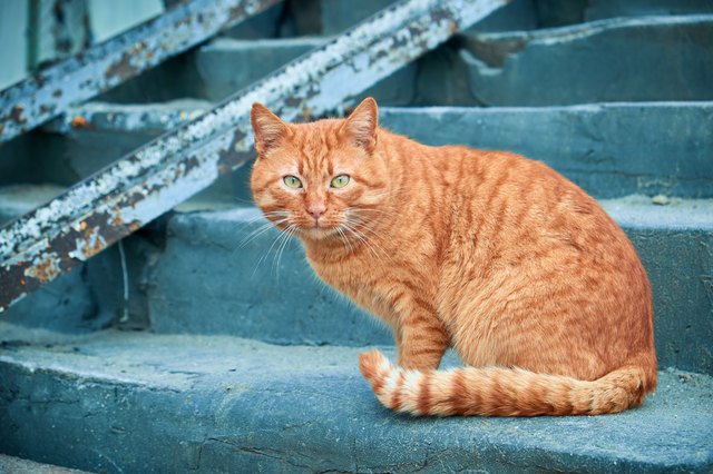 Red street cat sitting on concrete staircase