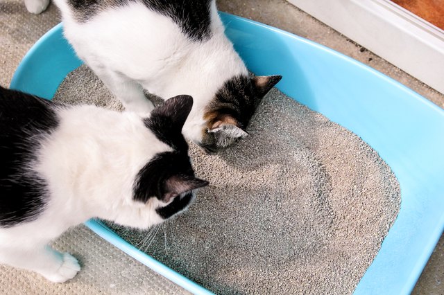 Cats looking in litter box