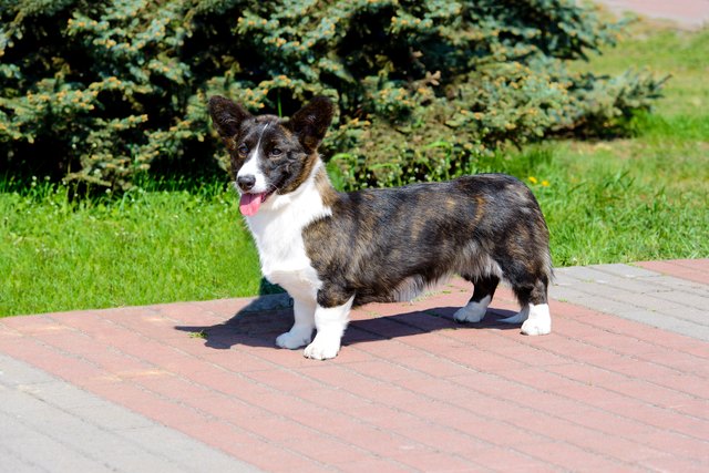 Cardigan Welsh Corgi looks in camera.