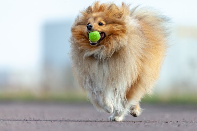a shetland sheepdog plays with a little ball