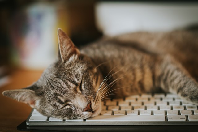 Cat sleeping, resting on computer keyboard.