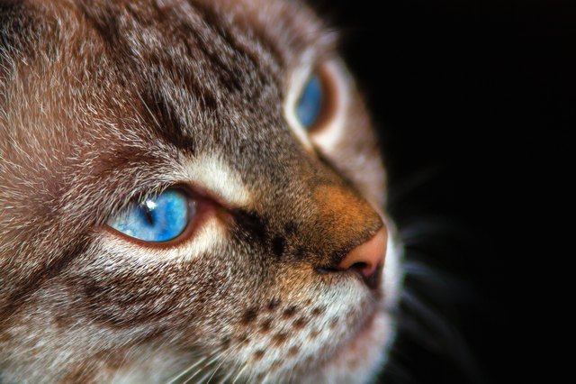at with blue eyes against a dark background.