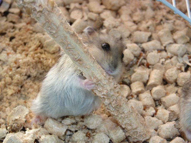 Unwanted hamster hotsell pets at home